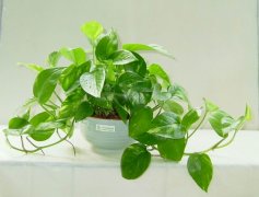 佛山三水順德新房去甲醛的技巧有哪些？